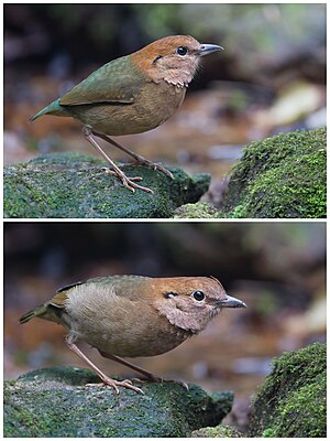 Rusty-naped pitta