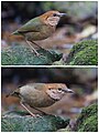 Image 3 Rusty-naped pitta Photograph: JJ Harrison A male (top) and female rusty-naped pitta (Hydrornis oatesi) in Mae Wong National Park, Thailand. This species of bird in the family Pittidae was described by amateur ornithologist Allan Octavian Hume in 1790. It is found in East and Southeast Asian subtropical or tropical moist lowland forests, montane forests, and bamboo forests. More selected pictures