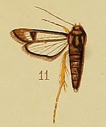 Pl.41-fig.11-Chamanthedon fulvipes (Hampson, 1910) (Lepidopoda) .JPG