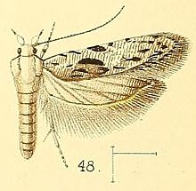 Pl.5-obr.48-Anarsia agricola Walsingham, 1891.jpg