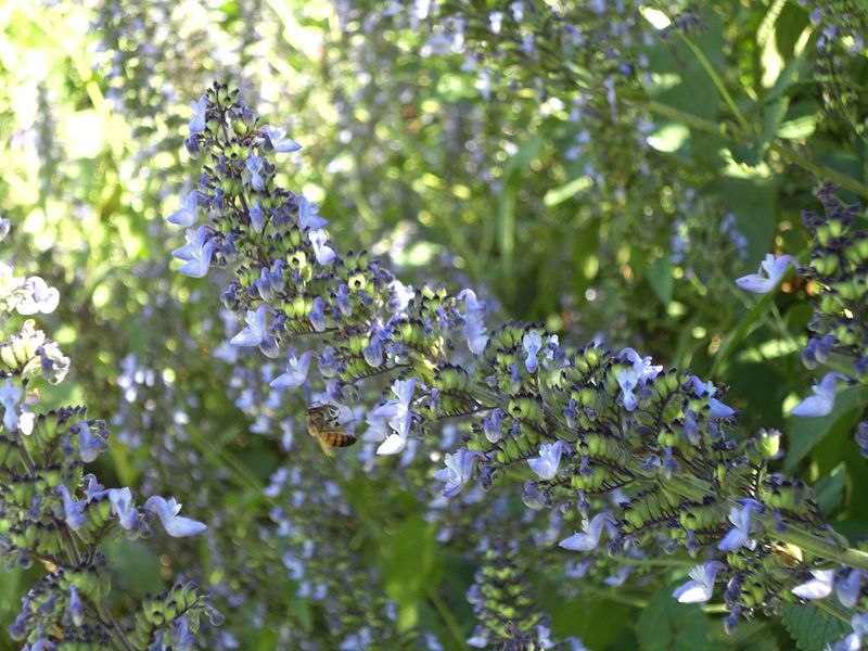 File:Plectranthus hereroensis, bloeiwyses, KwaZulu-Natal NBT.jpg