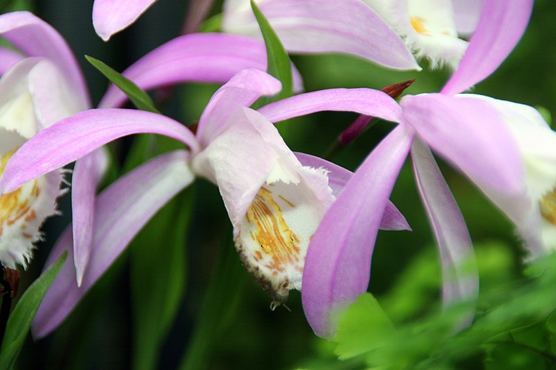 File:Pleione formosana 1zz.jpg