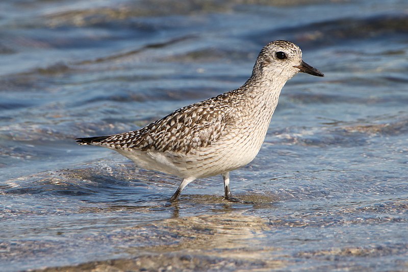 File:Pluvialis squatarola (Saku Island).jpg