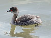 Eared grebe, an occasional winter visitor. Podiceps nigricollis 001.jpg