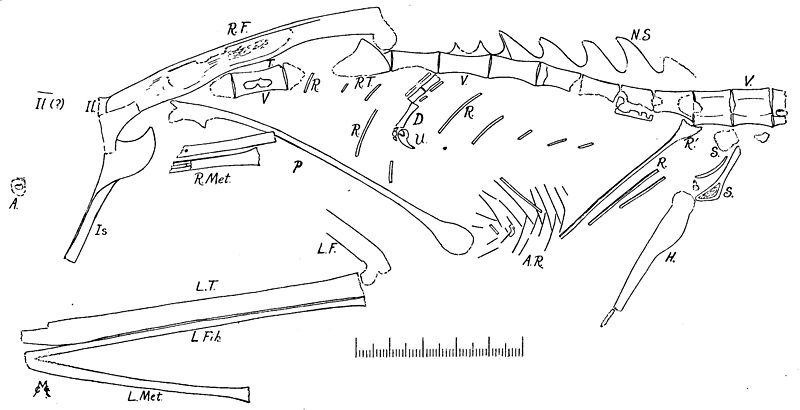 File:Podokesaurus.jpg