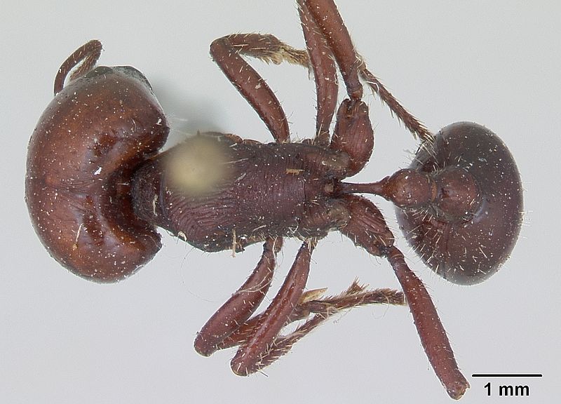 File:Pogonomyrmex coarctatus casent0173360 dorsal 1.jpg