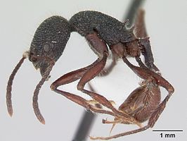 Pogonomyrmex striatinodus