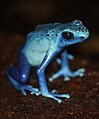 Poison Dart Frog