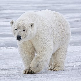 Urso-polar – Wikipédia, a enciclopédia livre