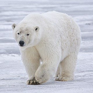 <span class="mw-page-title-main">Polar bear</span> Species of bear native largely to the Arctic Circle