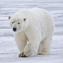 Image result for polar bears