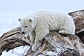 Polar Bear ANWR 4.jpg