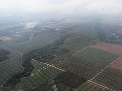 Polomolok pineapple plantation from air