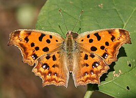 Polygonia c-aureum