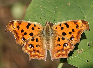 <i>Polygonia c-aureum</i> Species of butterfly