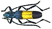 Miniatura para Polyzonus latefasciatus