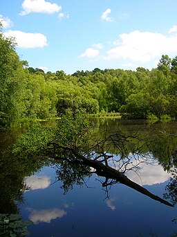 Pond, Woolbeding Common - geograph.org.uk - 864871