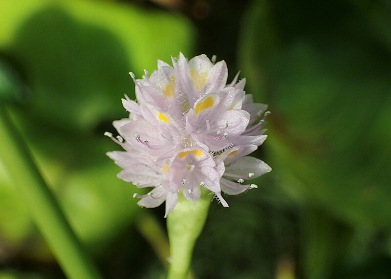 File:Pontederia rotundifolia kz04.jpg