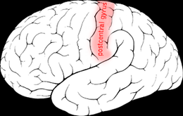 postcentral gyrus.png