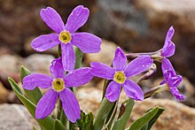 Primula angustifolia New Mexico.jpg