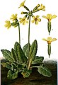 Primula elatior (Tafel 41, Pflanzen der Heimat, Fitschen und Schmeil 1913, BHL-44791, 0093) clean, no-description, cropped.jpg