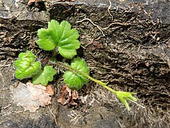 花茎の基部には開出した軟毛が生える。