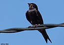 aves De Argentina