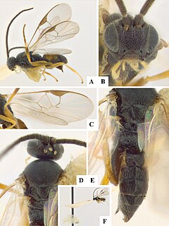 <i>Protapanteles</i> Genus of wasps