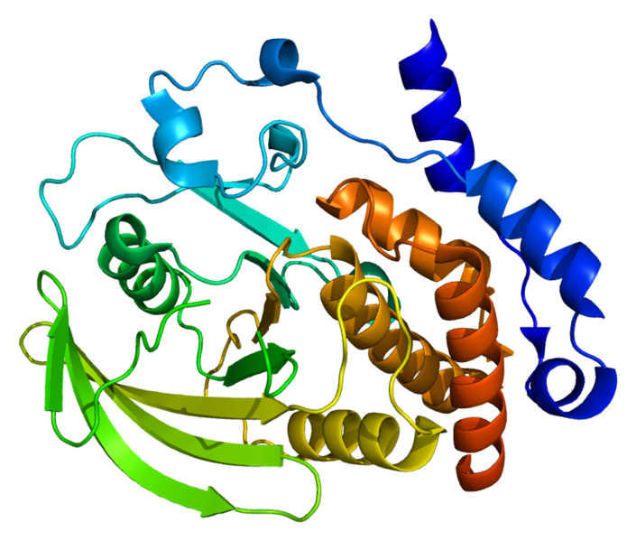 File:Protein PTPN7 PDB 1zc0.png