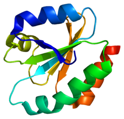 Ақуыз TXNL1 PDB 1gh2.png