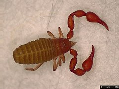 Description de l'image Pselaphochernes scorpioides (36475877021).jpg.