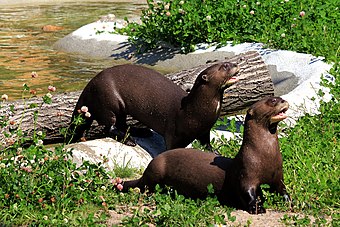 Giant Otter Wikiwand