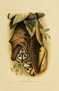 Bismarck masked flying fox Species of bat