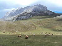 Communal or state-owned land where cattle are usually herded in summer. ¿Mountain pastures, meadow or field?