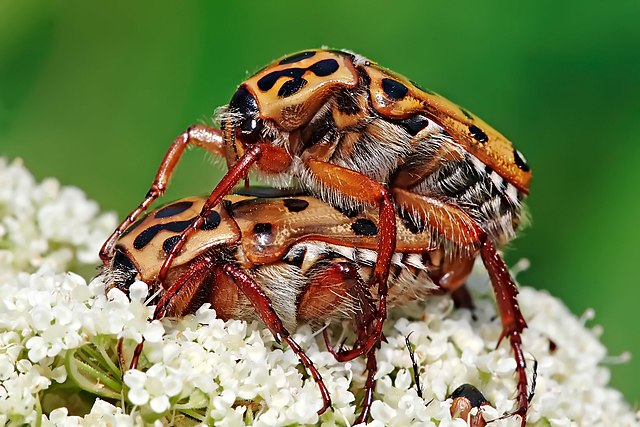 Flower chafers