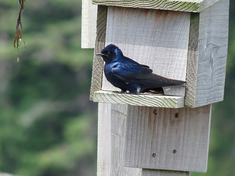 File:Purple martins (Progne subis) Ford Bay Marina 11.jpg