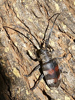 <i>Pycnopsis</i> Genus of beetles