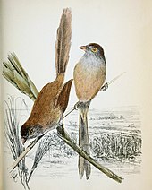 1876 illustration of Jerdon's babbler Pyctorhis altirostris.jpg