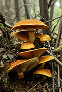 Gymnopilus junonius