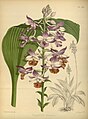 R. Warner & B.S. Williams - The Orchid Album - volume 08 - plate 354 (1889).jpg