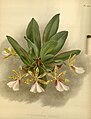 Trichocentrum tigrinum Plate 484 in: R.Warner - B.S.Williams: The Orchid Album (1882-1897)