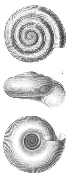 Miniatura para Charopidae