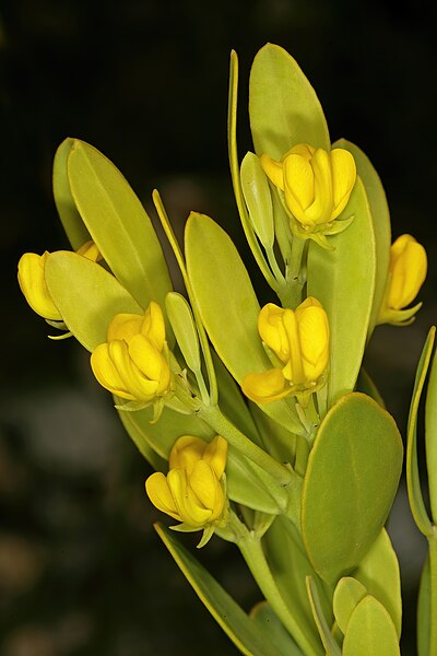 File:Rafnia capensis subsp. ovata 1DS-II 1-C4557.jpg