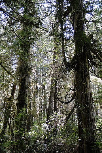 Temperate rainforest in Pacific Rim National Park Reserve in Canada