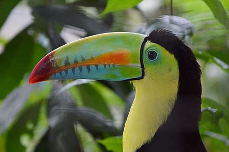 Fail:Ramphastos sulfuratus, Panama, Summit Municipal Park.jpg