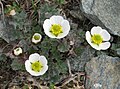 * Nomination Glacier crowfoot (Ranunculus glacialis) --Robert Flogaus-Faust 21:55, 28 November 2023 (UTC) * Promotion Good quality. --Imehling 17:25, 30 November 2023 (UTC)