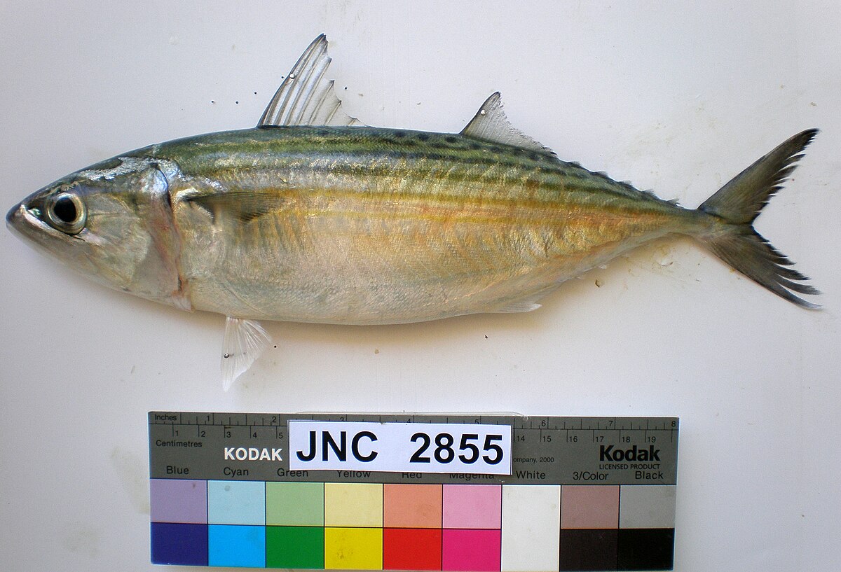 Gambar Ikan Tenggiri Kartun