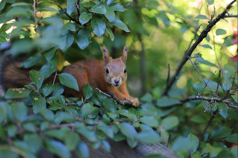 File:Red-squirrel-orava-a-alanenpaa-2015-10-25.jpg