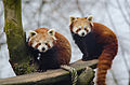 Red Panda (16297541444).jpg