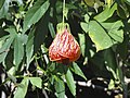 Miniatura para Abutilon pictum